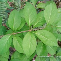 <i>Canthium coromandelicum</i>  (Burm.f.) Alston